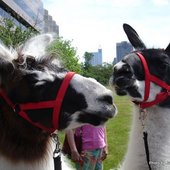 Two Llamas