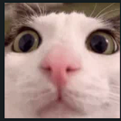 Avatar für vaytee