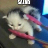 BaconCat0 的头像