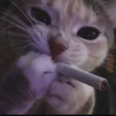 isa_alc 的头像