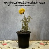 Photosynthesis