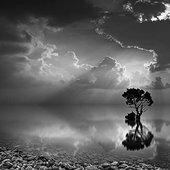 Solitude