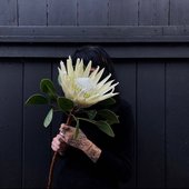 queen protea