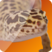 GRMrGecko için avatar