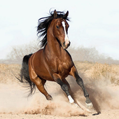 Awatar dla mana_horse