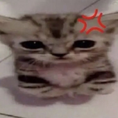TotallyNotSlap 的头像