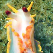 Avatar for omgnudibranchs