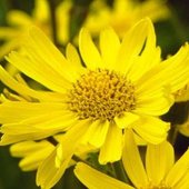 arnica montana