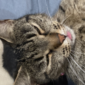 MightyCool_cats 的头像