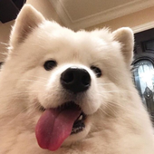 Avatar for qiaiaow