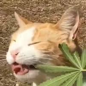 FellowAnjir 的头像