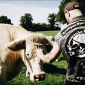 hooligan cow metal