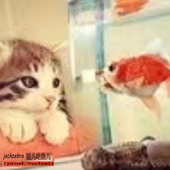 daweez 的头像
