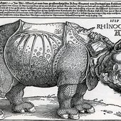 RHINOCERVS