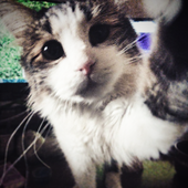 Avatar for LastAddictedCat