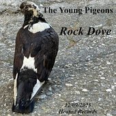 Rock Dove