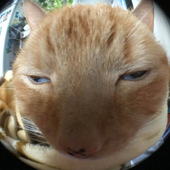 Avatar for VEGAALE016
