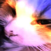 pellizpic.jpg
