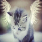 Avatar for yhnika