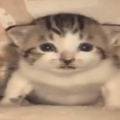 raxonpc 的头像