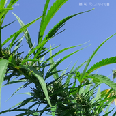 CauseOJ 的头像