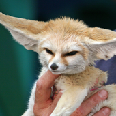 FennecTM 的头像