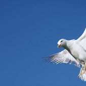 Seagull Orchestra