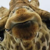 giraffe looks down on you