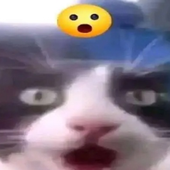 Phoneey 的头像
