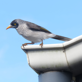 pigeonedd 的头像
