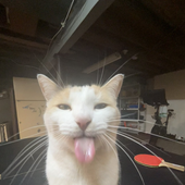 ratokasa 的头像