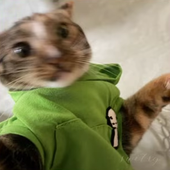 Avatar di stars4ami