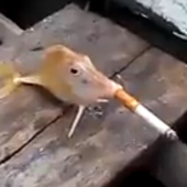 TodopoderosoESP 的头像