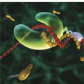Polymerase 的头像
