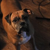 Brown Dog