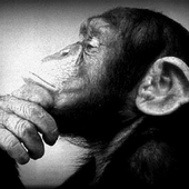 Avatar di inciduman