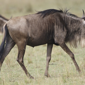 Avatar für Elandgnoe