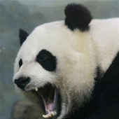 Avatar för sneezypanda