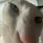 MEOW!