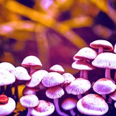 Evil Mushrooms