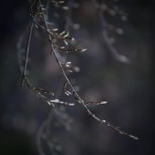 My Damp Land