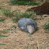 Shoebill