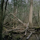 aokigahara