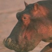Awatar dla behemoth6