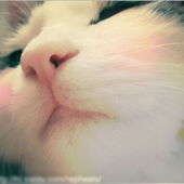 Avatar di ImMyFairy