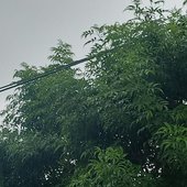 El arbol de y tu eres el siguiente