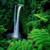 Rainforest_2_-3792.jpg