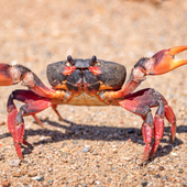 Knife_Crab 的头像