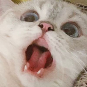 cgdeassumpcao 的头像