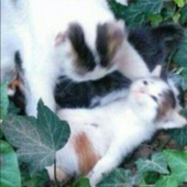 Fiingy 的头像